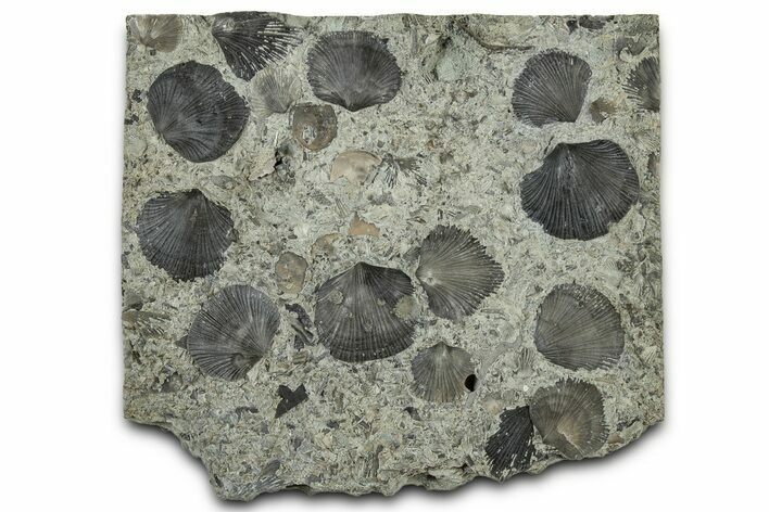 Plate of Fossil Brachiopods w/ Clionid Sponge Bores - Indiana #325720